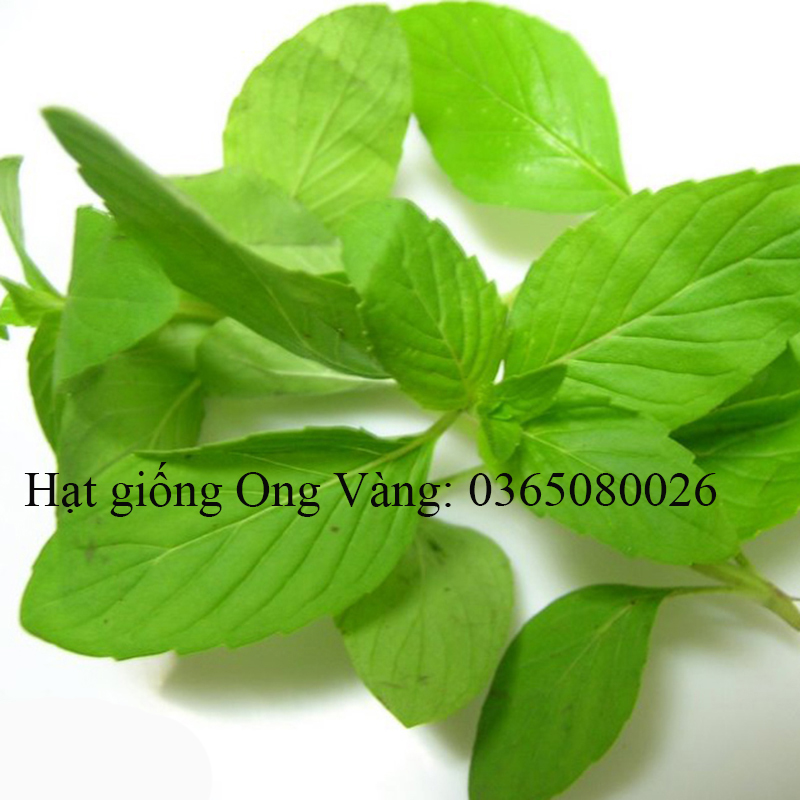 Hạt giống rau thơm sả (é trắng)