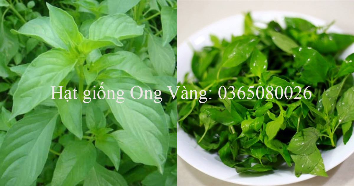 Hạt giống rau thơm sả (é trắng)