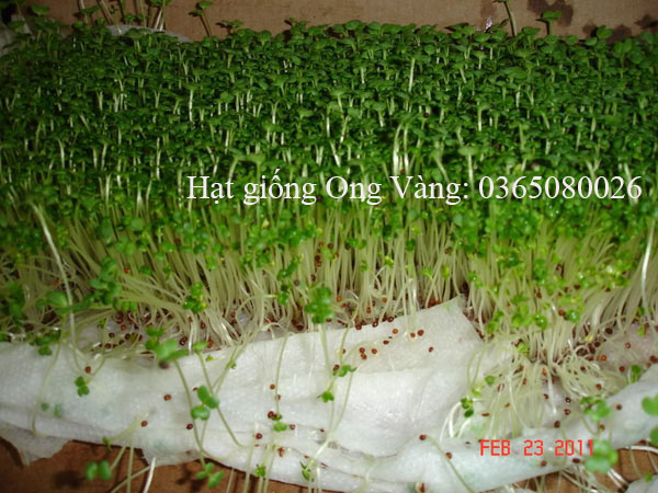 Hạt giống rau cải mầm