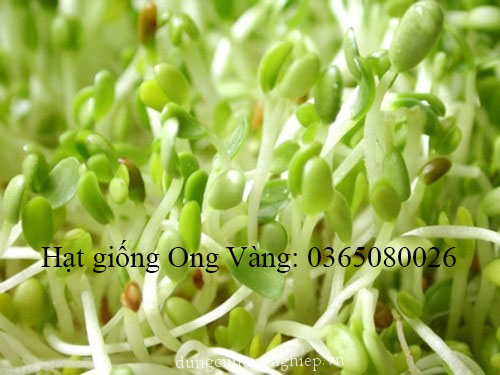 Hạt giống Mầm Giá Đậu Xanh