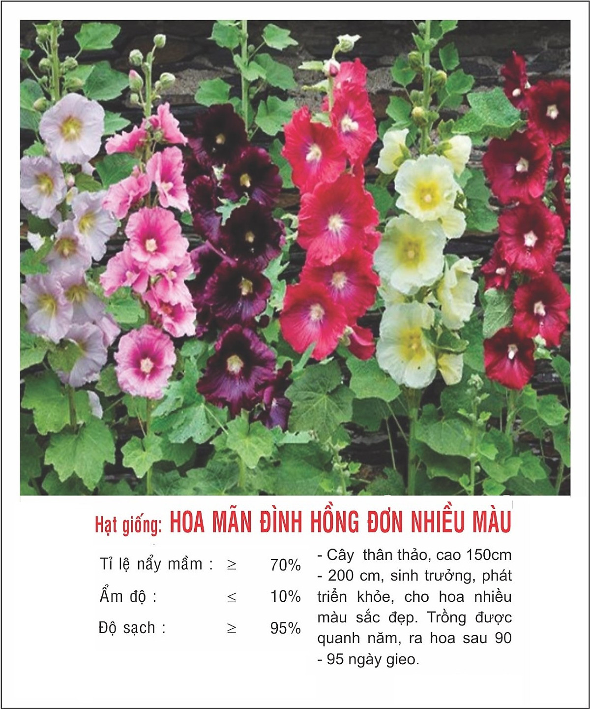 Hạt Giống Hoa Mãn Đinh Hồng Đơn