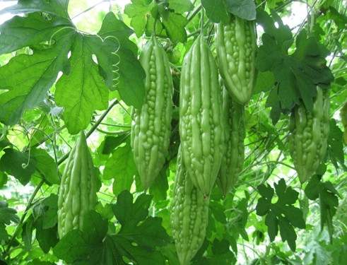 Hạt Giống Khổ Qua F1