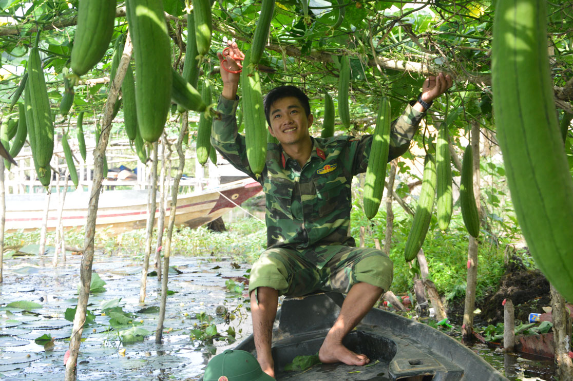 Hạt giống mướp hương F1