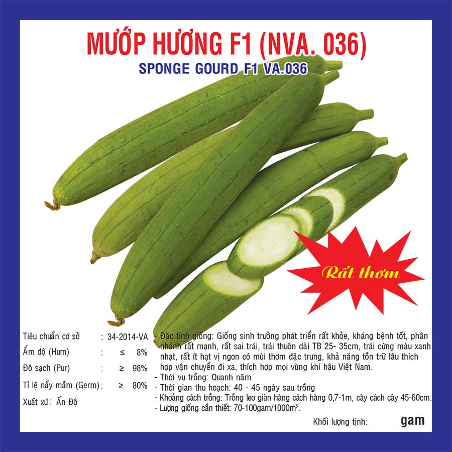 Hạt giống mướp hương F1