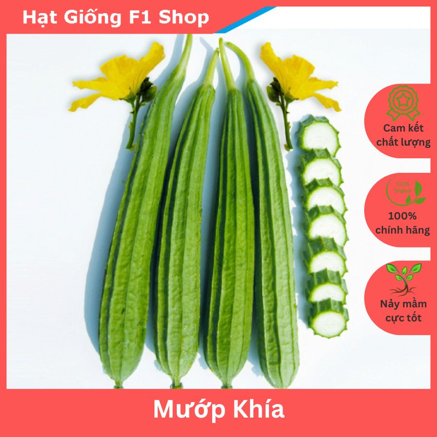 Hạt giống mướp khía