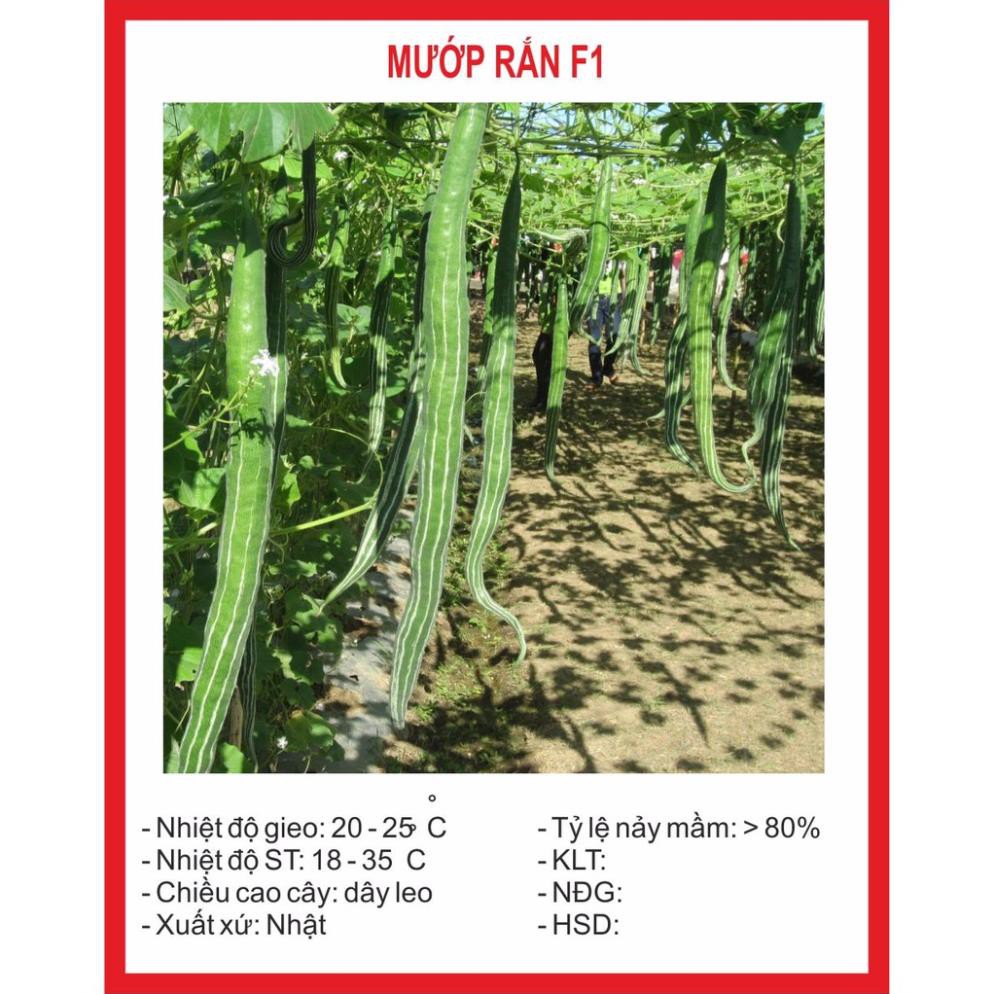 Hạt giống mướp rắn