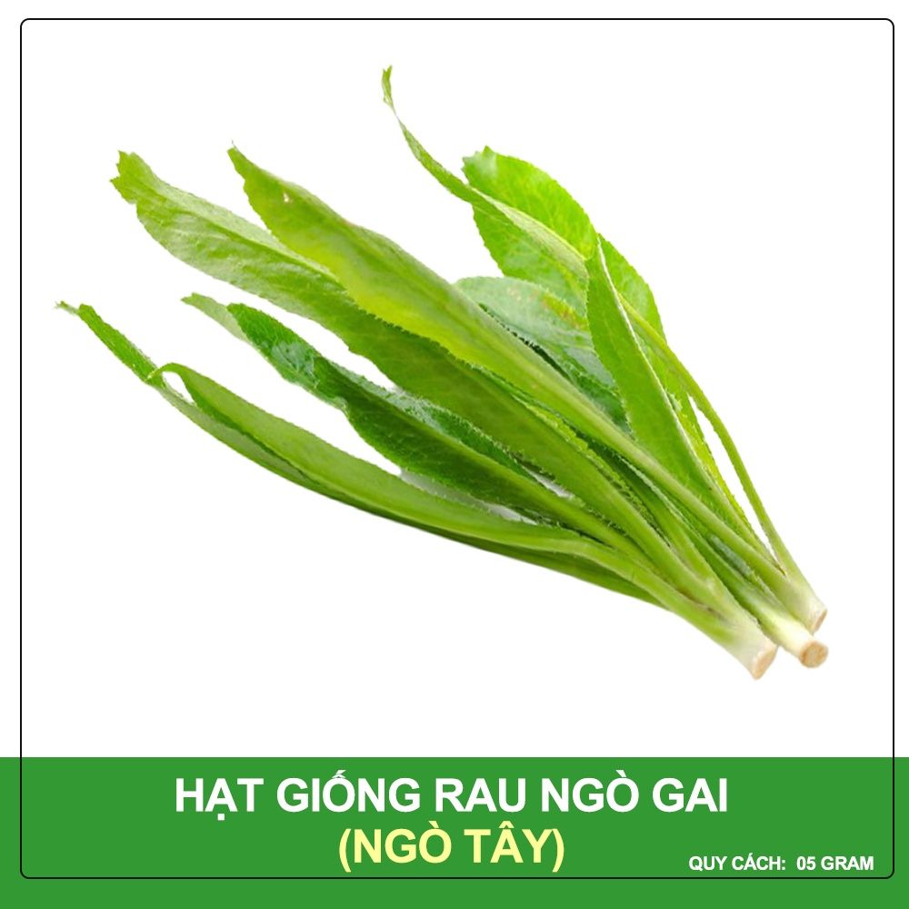 Hạt giống Ngò gai