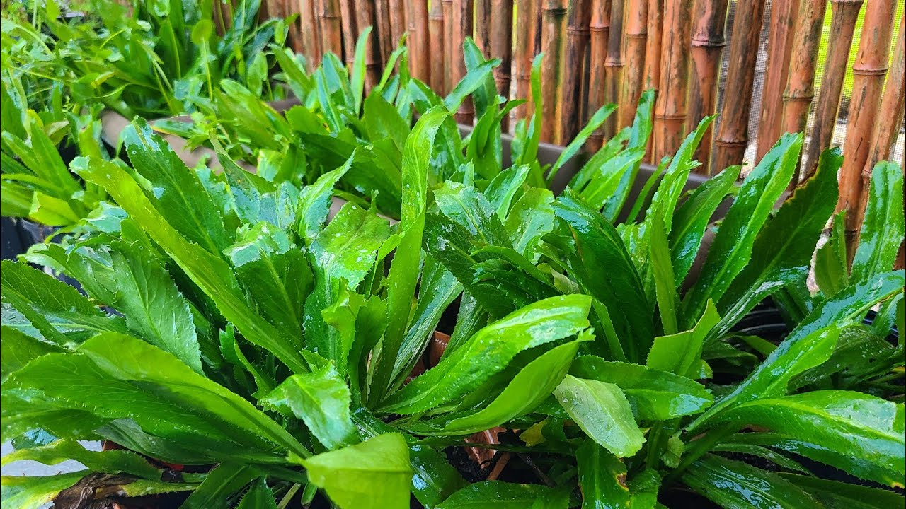Hạt giống Ngò gai
