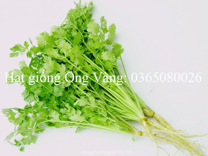 Hạt giống ngò hạt lớn