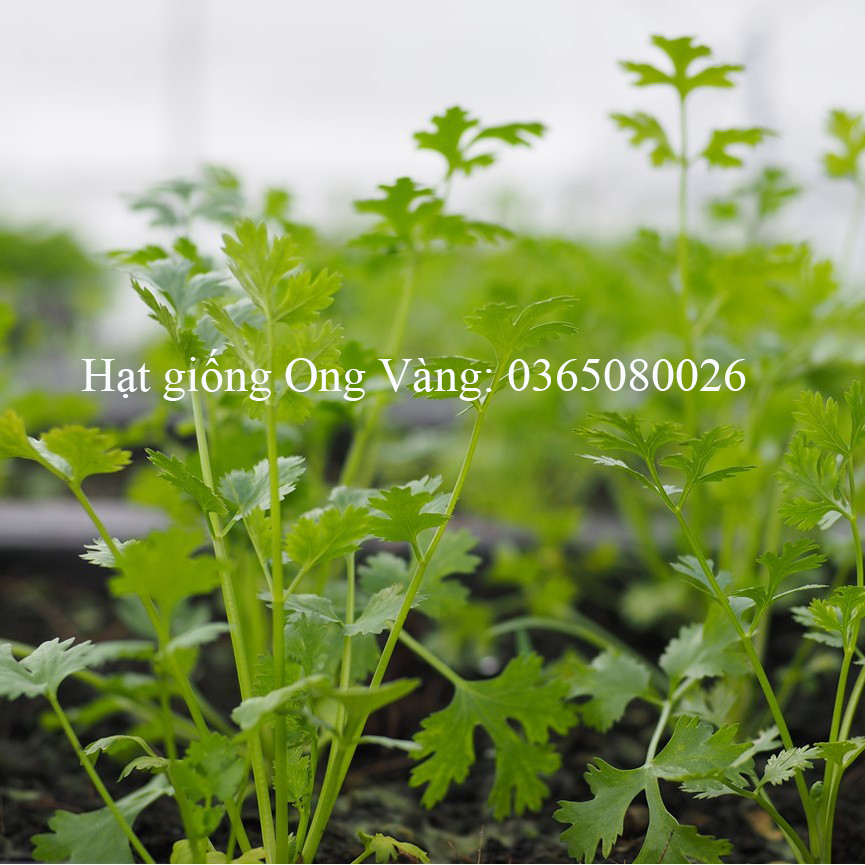 Hạt giống ngò hạt lớn