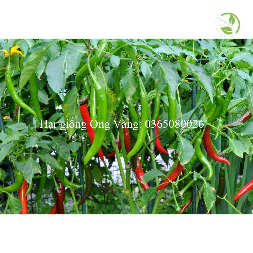 Hạt giống ớt sừng Hàn Quốc
