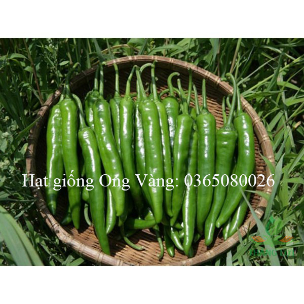 Hạt giống ớt sừng Hàn Quốc