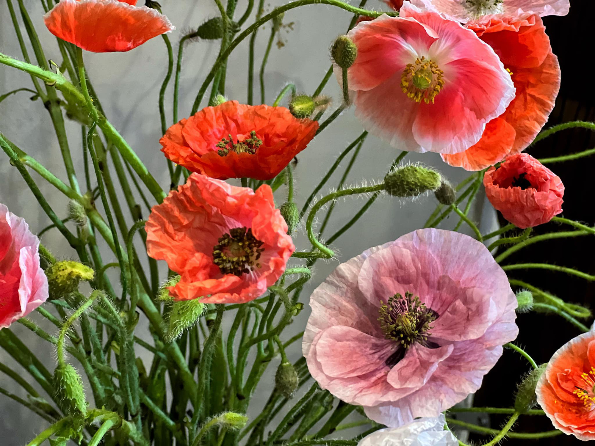 Hạt giống hoa poppy mix