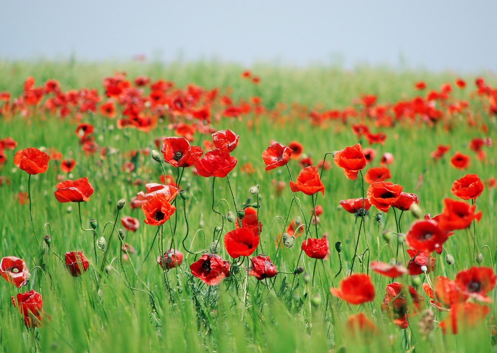 Hạt giống hoa poppy mix