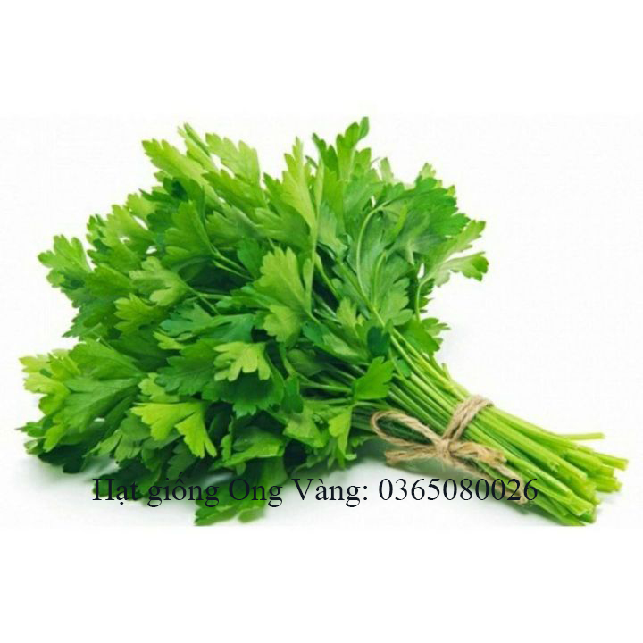 Hạt giống rau cần cọng xanh