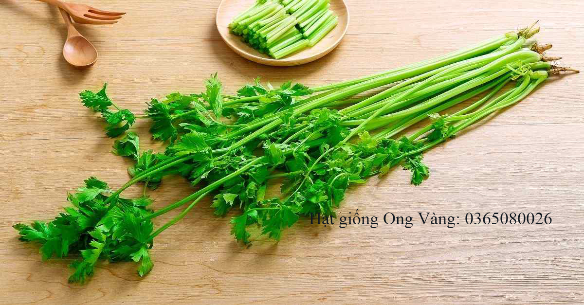 Hạt giống rau cần cọng xanh