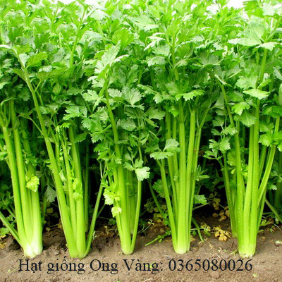 Hạt giống rau cần cọng xanh