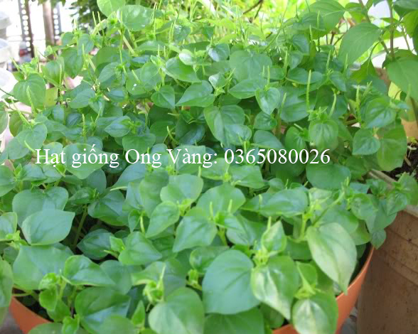 HẠT GIỐNG RAU CÀNG CUA