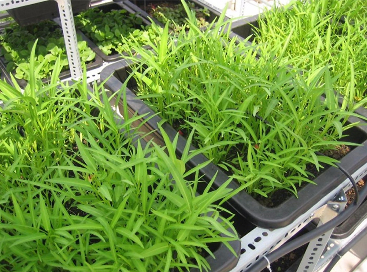 Hạt giống rau muống chọn lọc