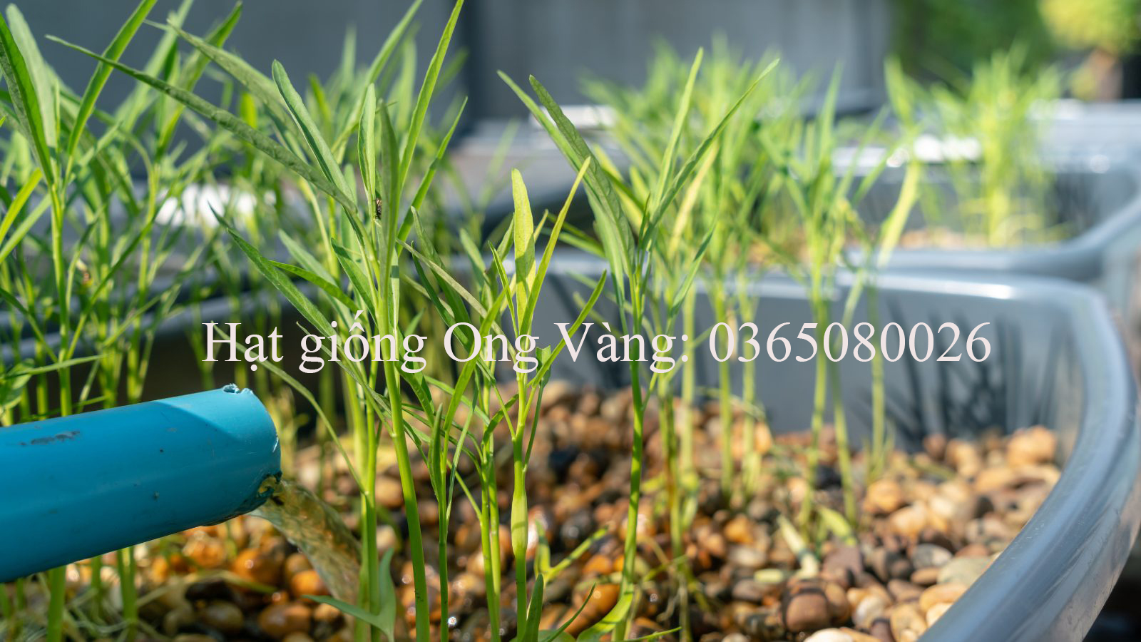 Hạt giống rau muống chọn lọc