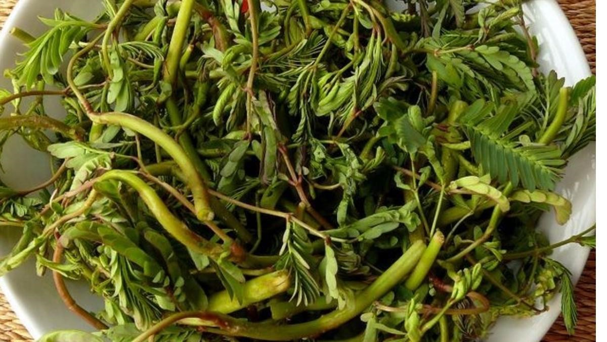 Hạt Giống Rau Nhút