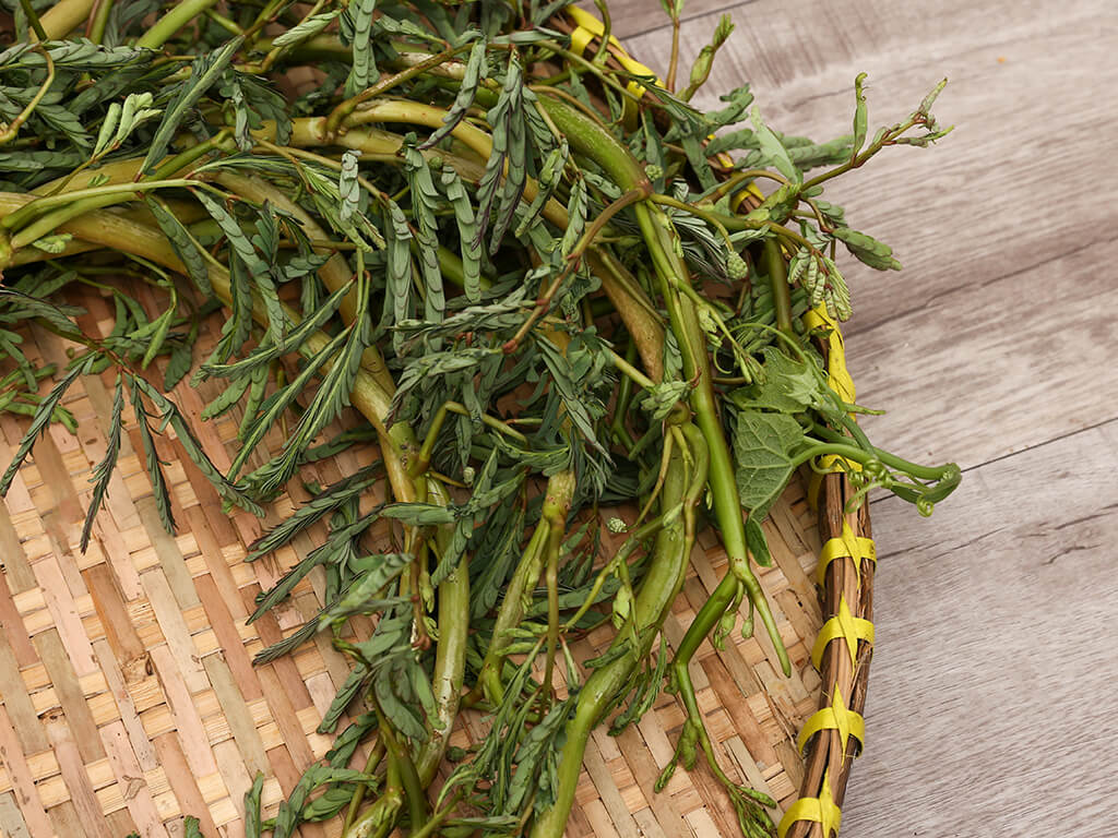 Hạt Giống Rau Nhút