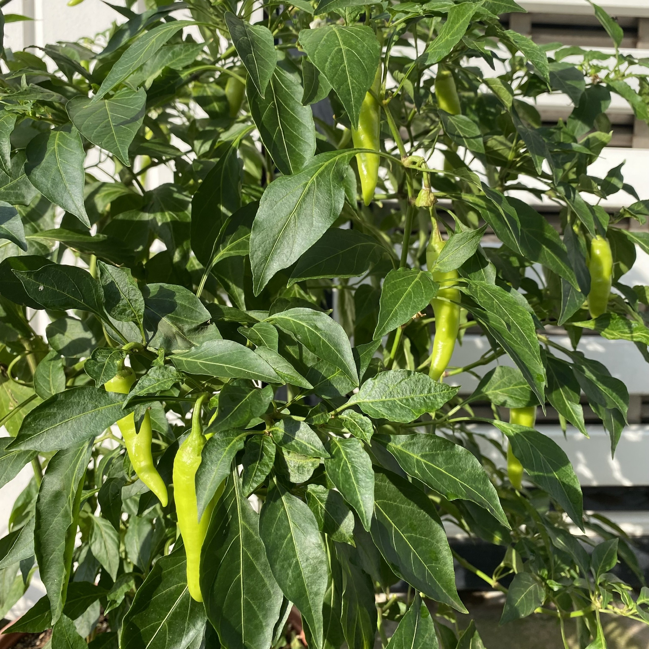 Hạt Giống Ớt Sừng Vàng