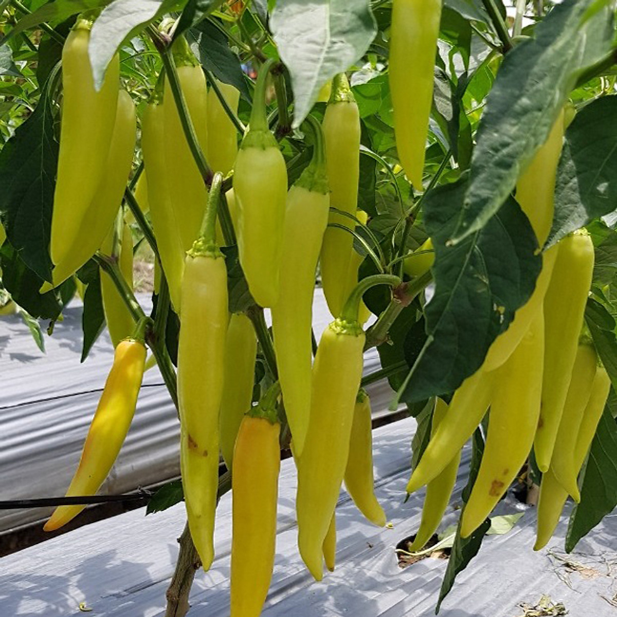 Hạt Giống Ớt Sừng Vàng