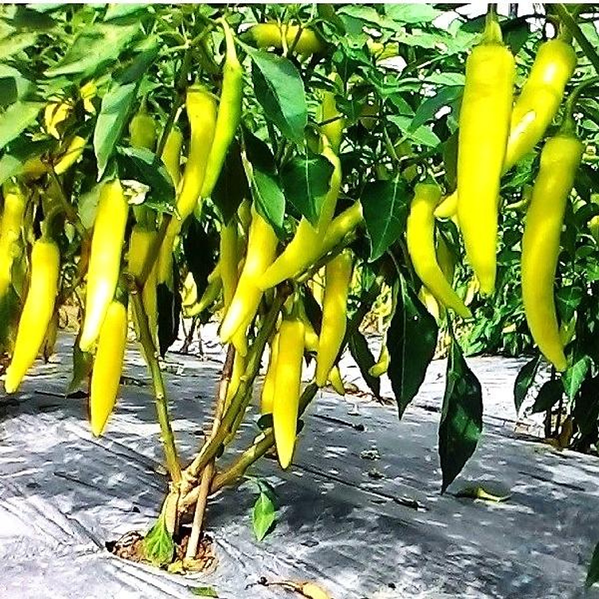 Hạt Giống Ớt Sừng Vàng