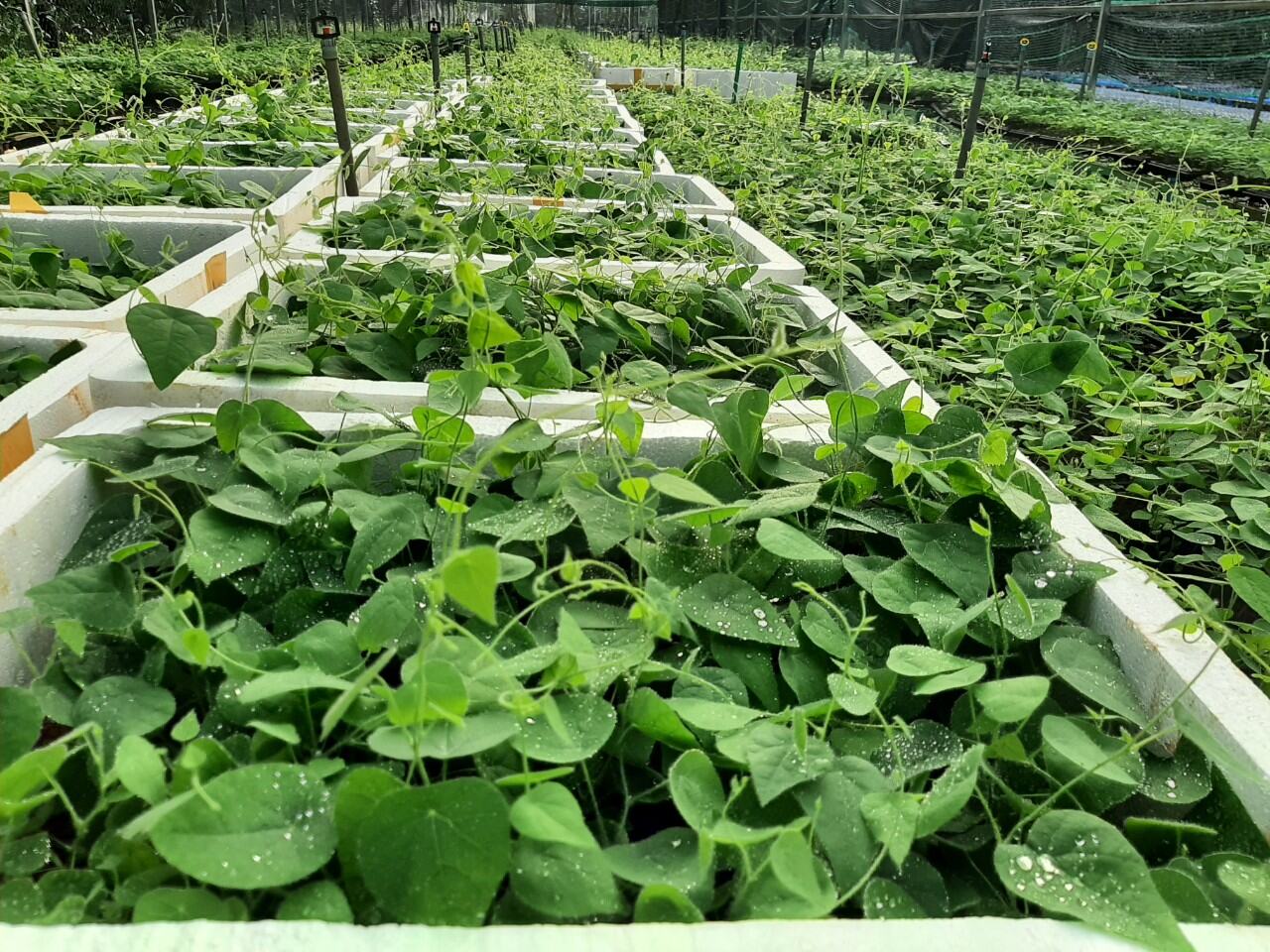 Hạt Giống Sương Sâm Lông