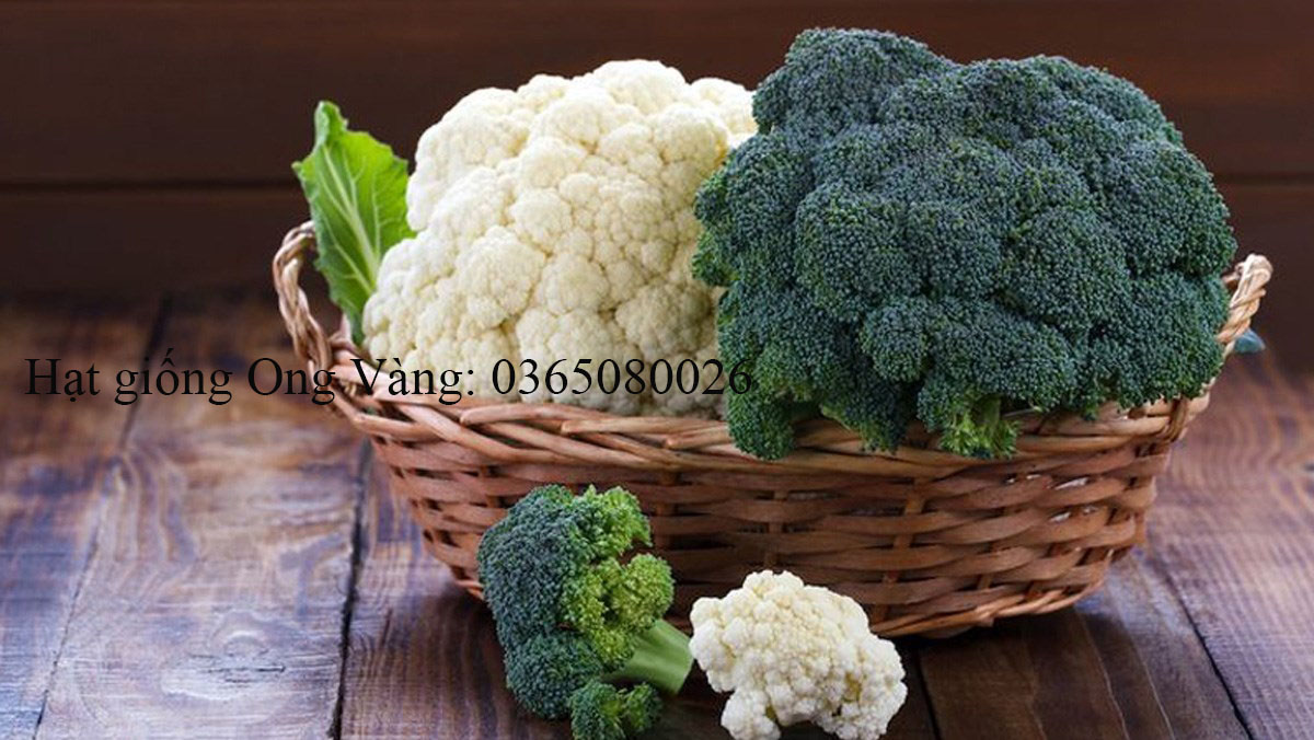 Hạt giống Cải Bông Trắng ( Súp Lơ )