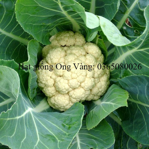 Hạt giống Cải Bông Trắng ( Súp Lơ )