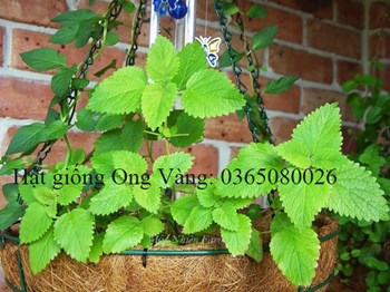 Hạt giống bạc hà chanh LEMON BALM