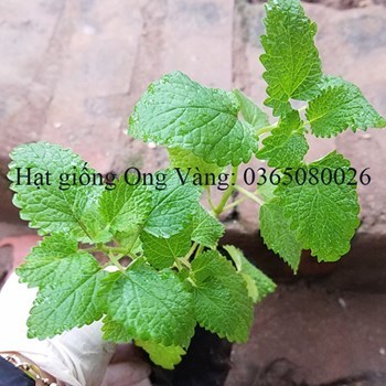 Hạt giống bạc hà chanh LEMON BALM