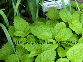 Hạt giống bạc hà chanh LEMON BALM