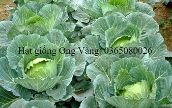 Hạt giống Bắp Cải F1