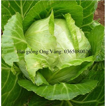 Hạt giống Bắp Cải F1