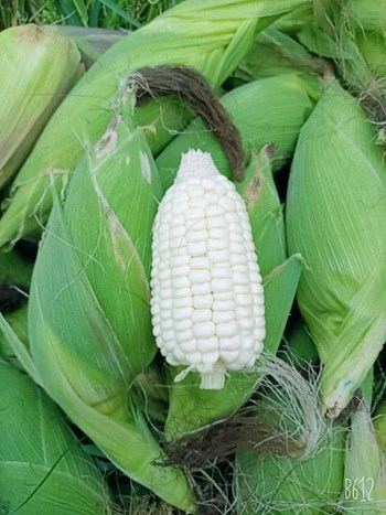 Hạt giống Bắp nếp nù cao sản