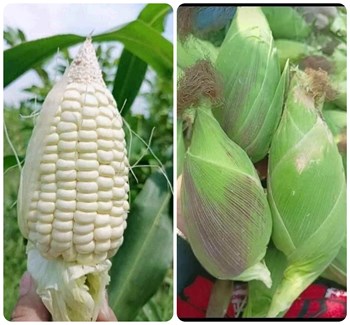 Hạt giống Bắp nếp nù cao sản