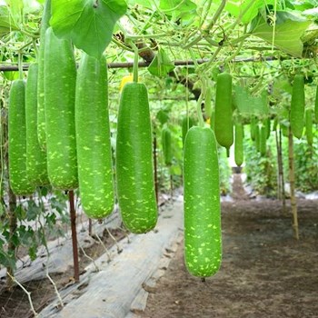 Hạt giống Bầu Sao