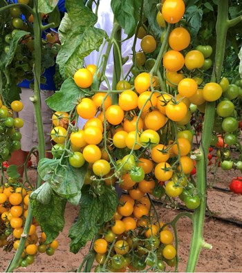 Hạt giống Cà Chua Bi F1
