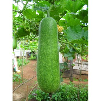 Hạt giống Bí Đao Chanh F1 WG9