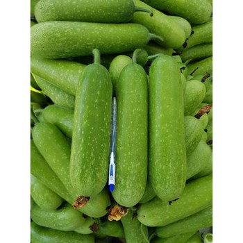 Hạt giống Bí Đao Chanh F1 WG9