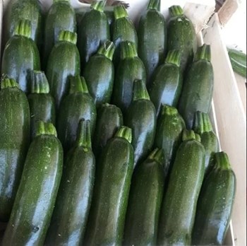 Hạt giống bí ngồi xanh Hàn Quốc