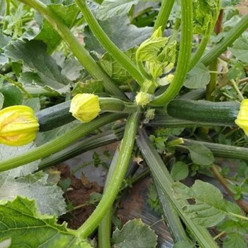 Hạt giống bí ngồi xanh Hàn Quốc
