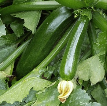 Hạt giống bí ngồi xanh Hàn Quốc