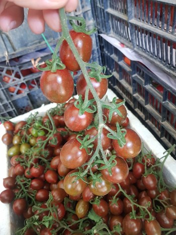 Hạt giống cà chua bi chocolate cherry