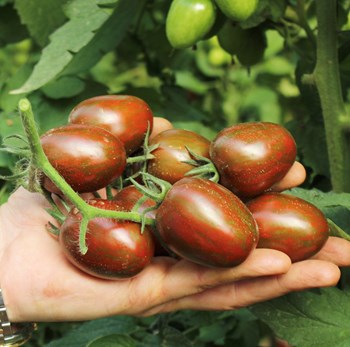 Hạt giống cà chua bi chocolate cherry