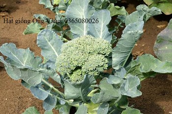 Hạt Giống Bông Cải Xanh F1