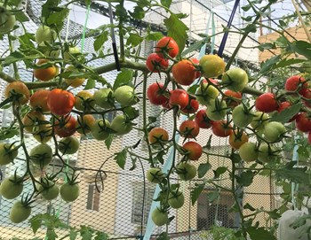 Hạt giống cà chua F1